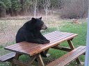 hungry_bear